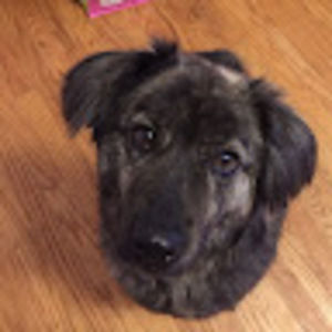 Meet your Posher, Piper